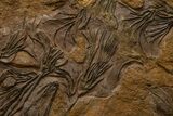 Ordovician Fossil Crinoid Plate - Marzane, Morocco #322436-2